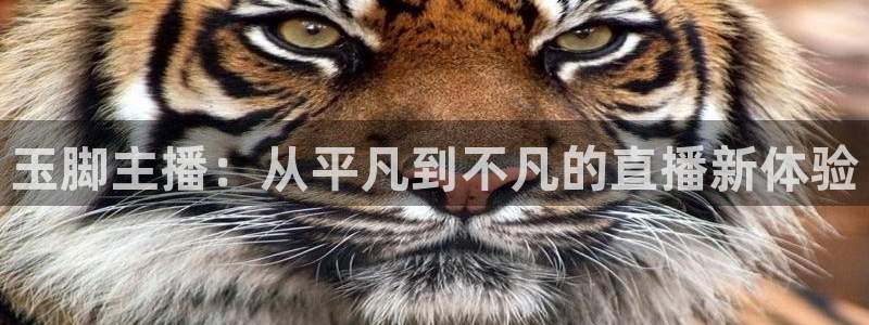 鲸鱼体育比赛直播